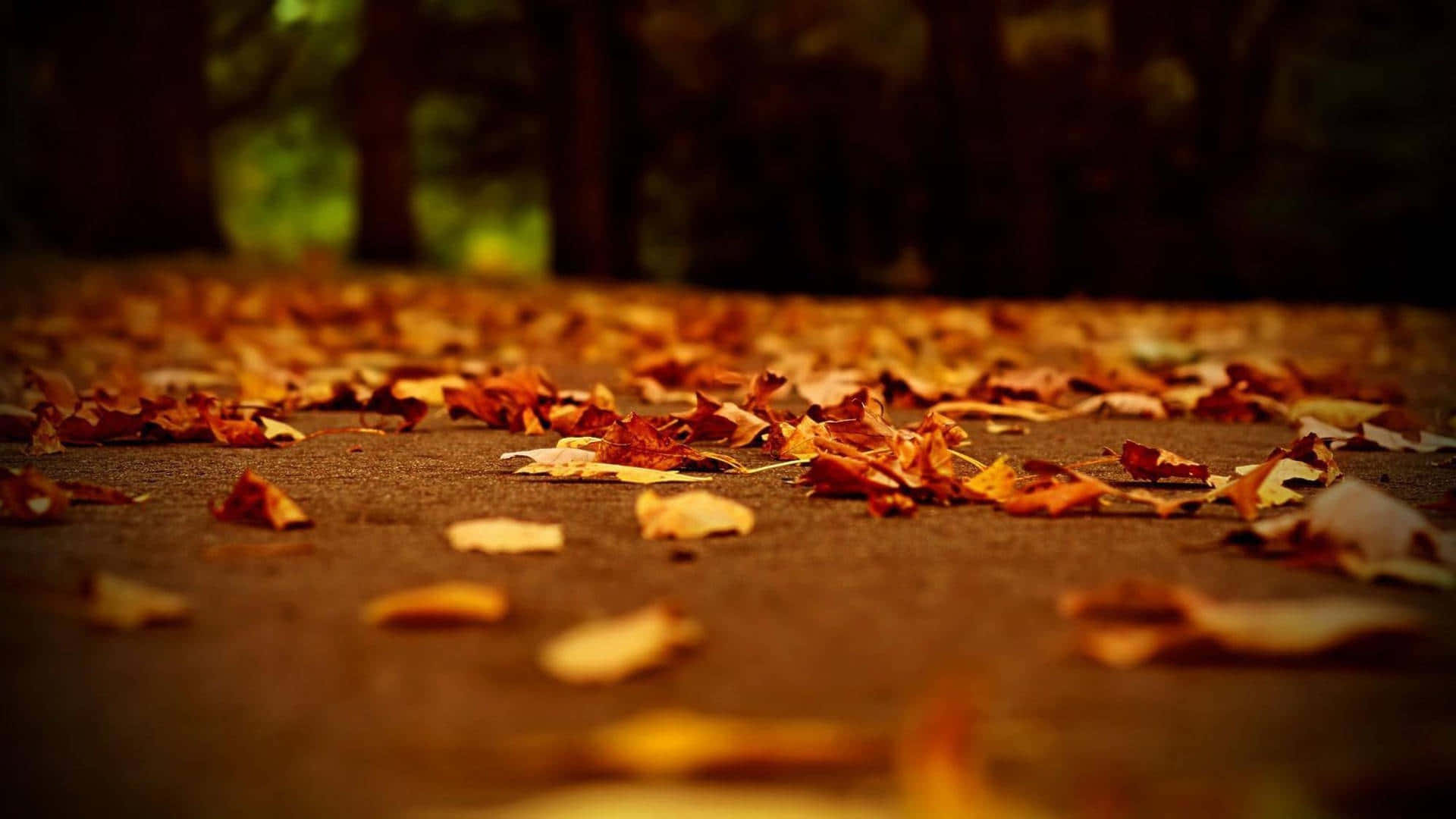 Autumn Leaves Pathway_ Dark Fall Aesthetic.jpg Wallpaper