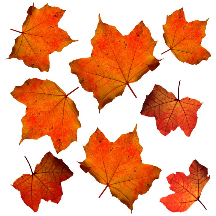Autumn Leaves Pattern PNG
