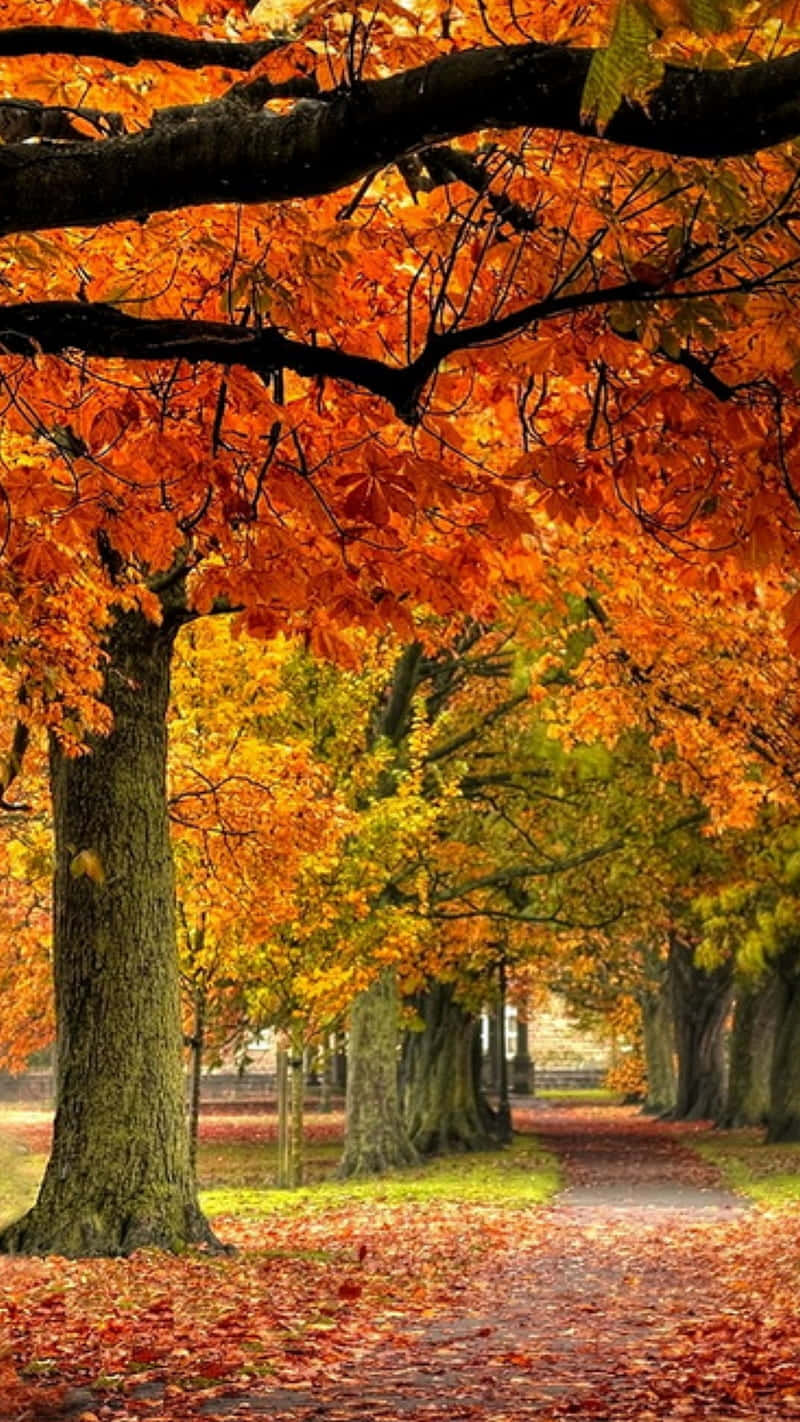 "Capture the vibrancy of the autumn season with Autumn Leaves Phone"! Wallpaper