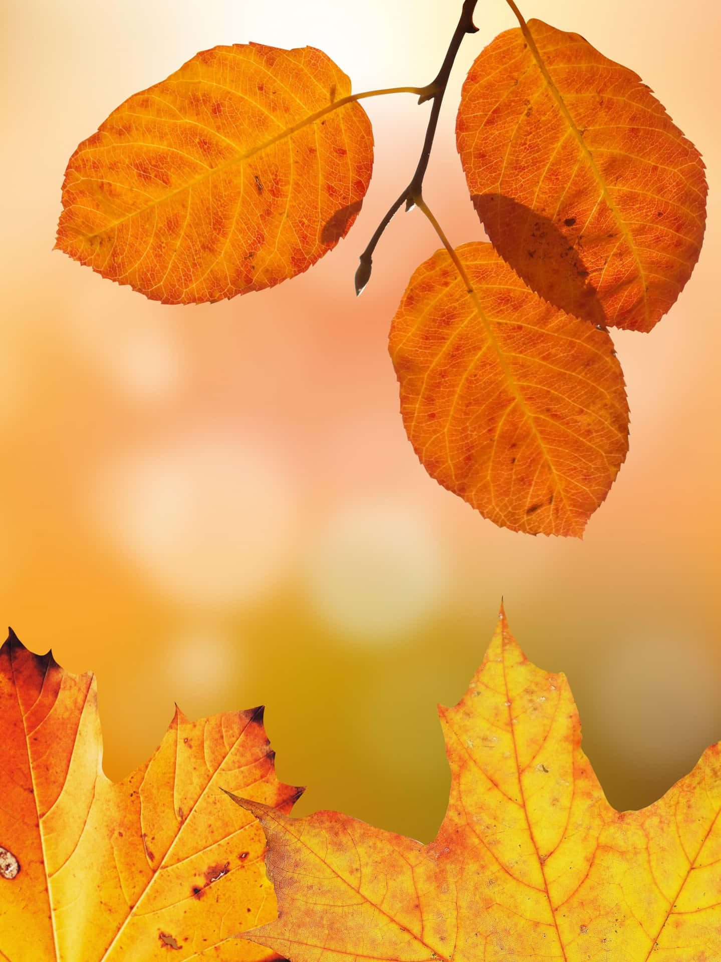 Autumn Leaves On A Branch With A Blurred Background Wallpaper