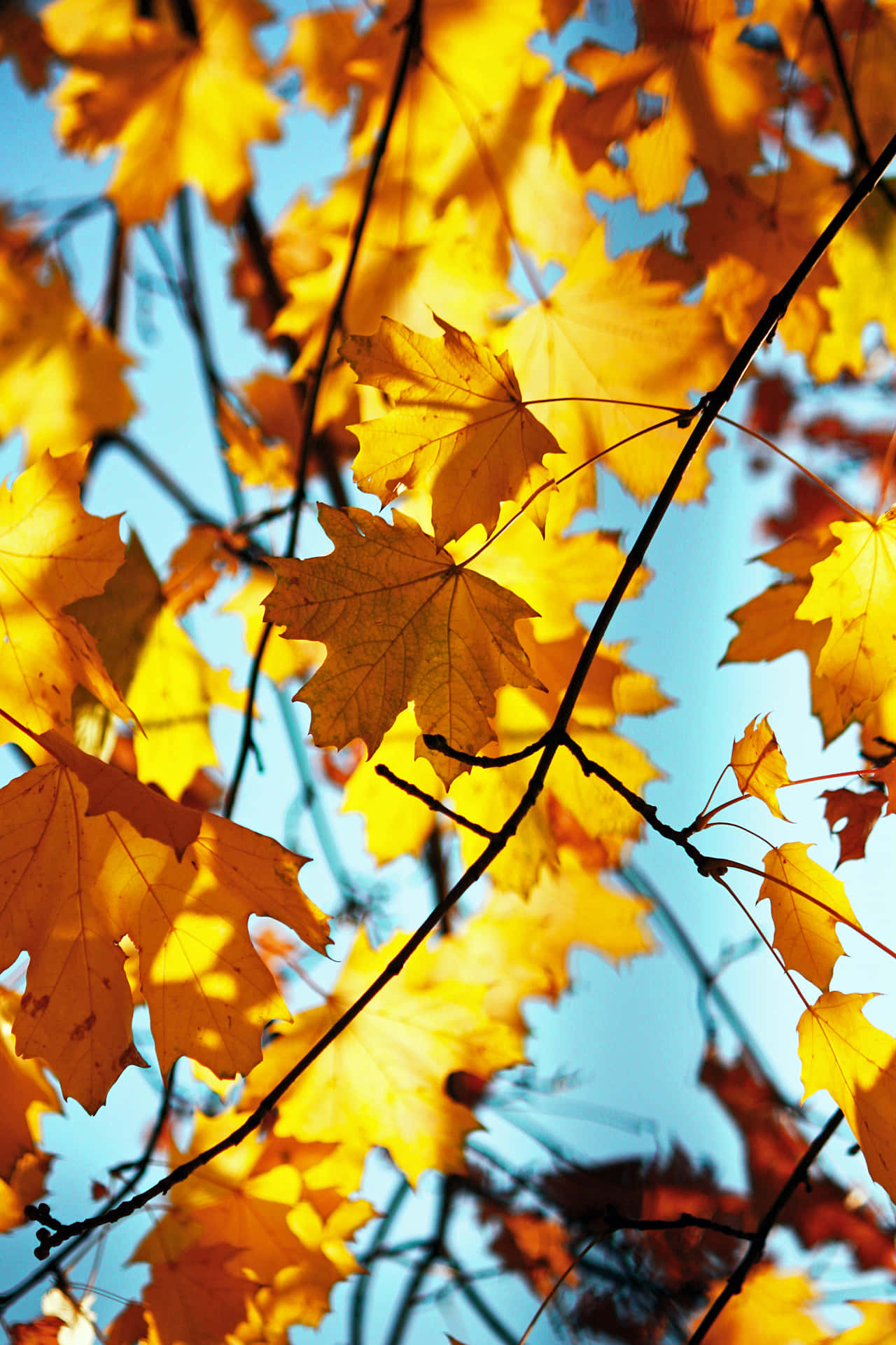 Embrace the season with autumn leaves. Wallpaper