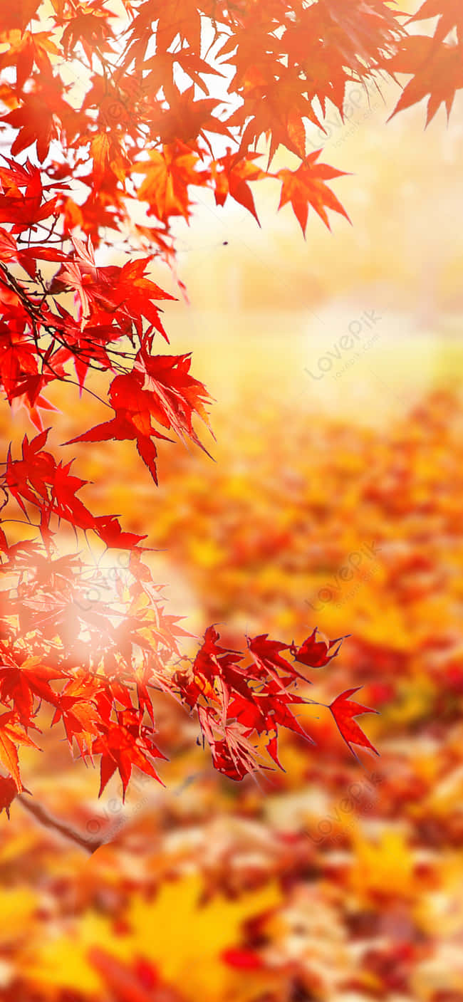 Celebrate the Arrival of Fall with Autumn Leaves Phone Wallpaper