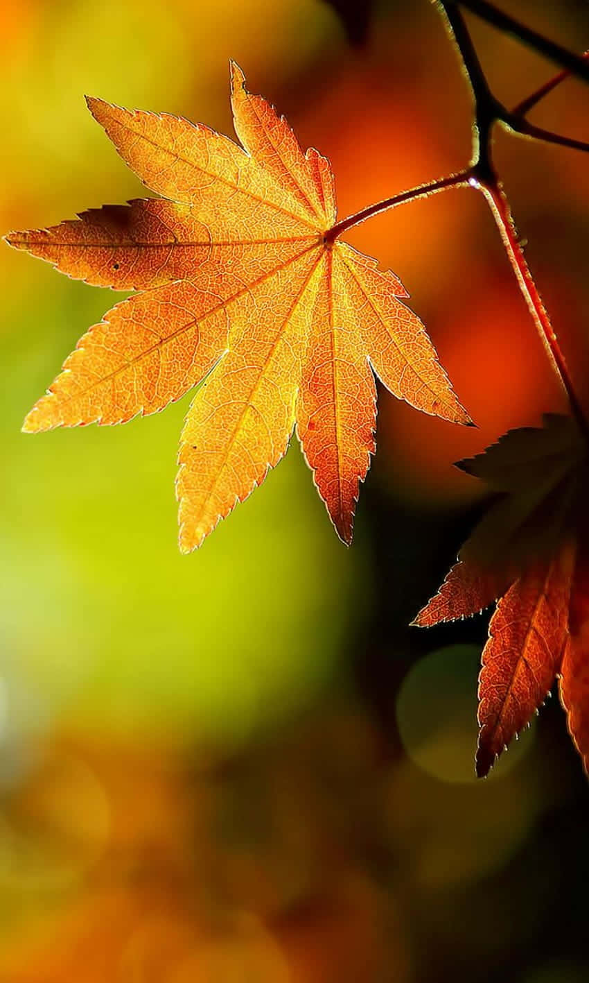 Capture the beauty of Fall with the Autumn Leaves Phone Wallpaper