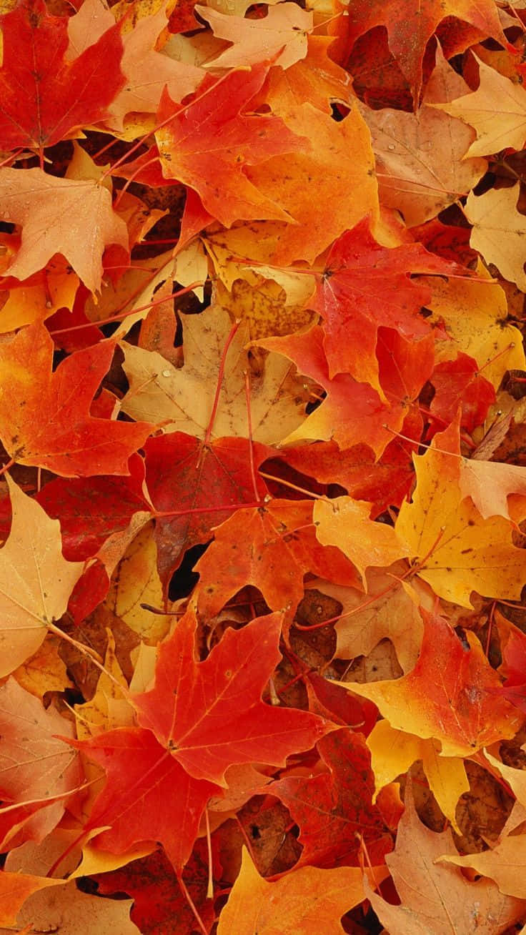 Entdeckedie Schönheit Des Herbstes Mit Dem Blätter-handy Wallpaper