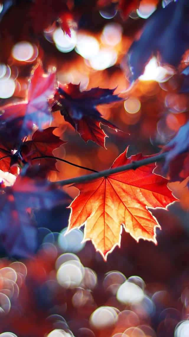 "Embrace the Warmth of Autumn with Beautiful Falling Leaves on Your Phone!" Wallpaper