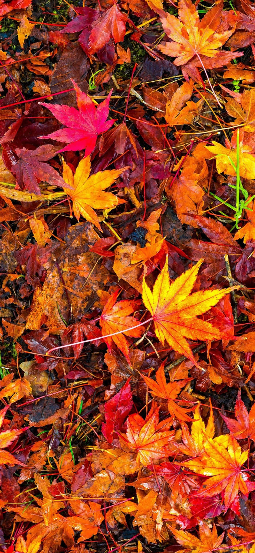 "Autumn Leaves" Wallpaper