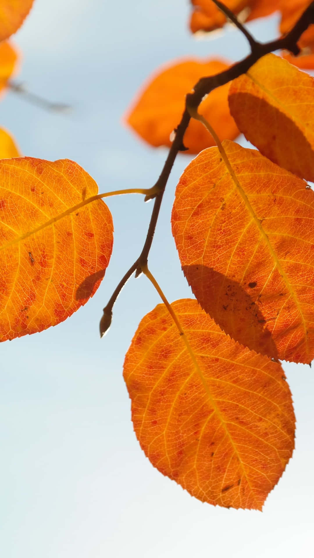Autumn Leaves On A Branch Wallpaper