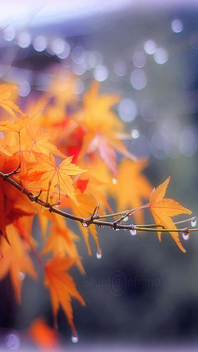 Efteråret blade med vanddråber på dem Wallpaper