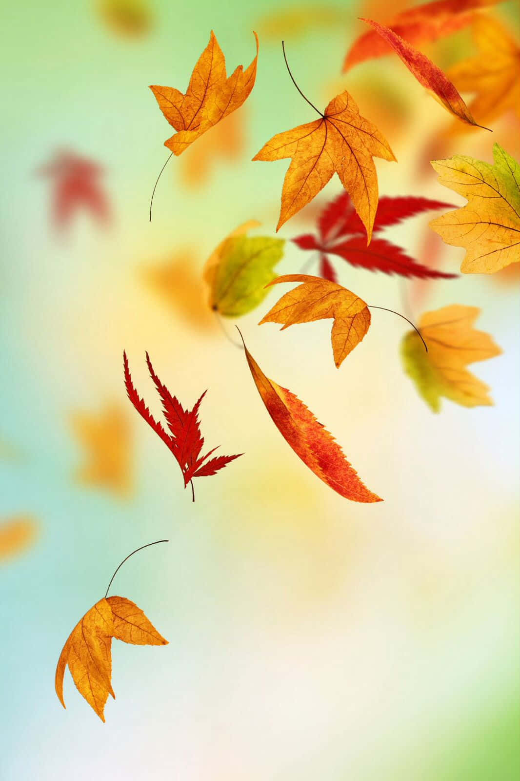 Embrace the golden season of Fall with Autumn Leaves Phone Wallpaper