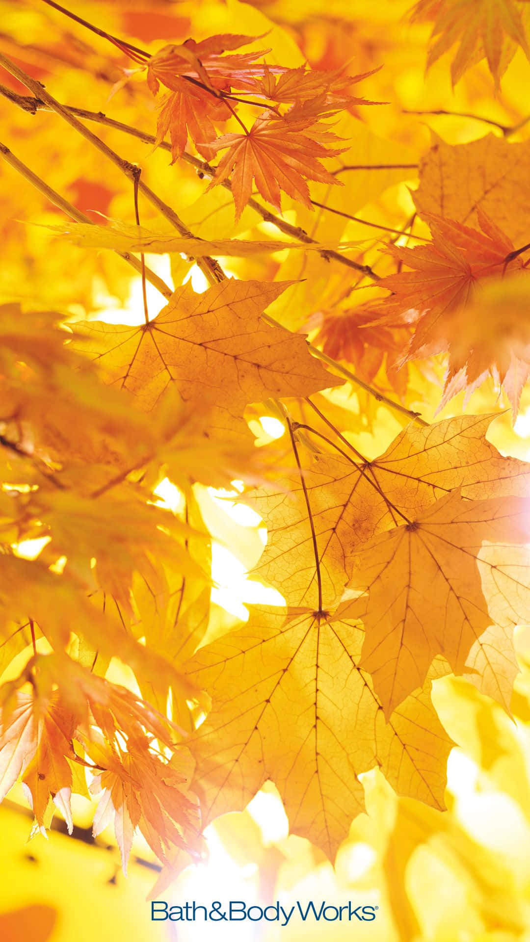 Nyd ændringen af årstiderne med dette livlige efterår blade telefon tapet. Wallpaper