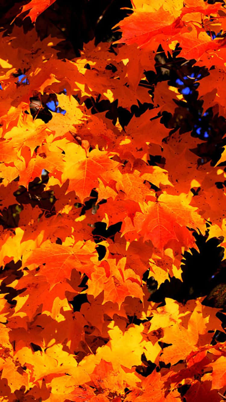 Stretching Autumn Leaves in Harmony Wallpaper