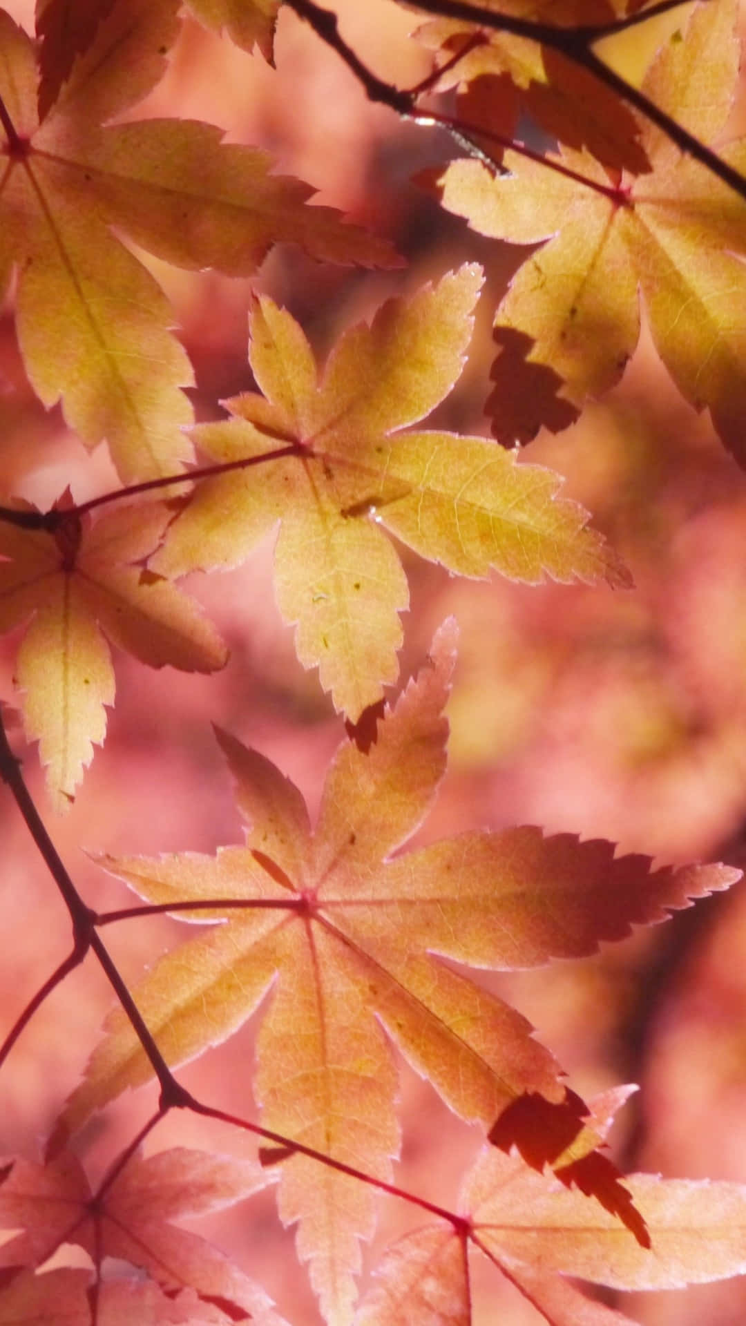 Autumn Leaves Telefon 1440 X 2560 Wallpaper