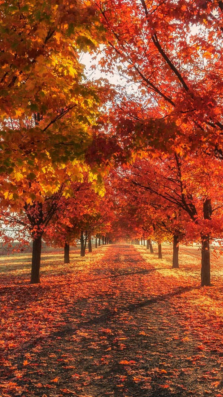 Omfavn efteråret vibes med Autumn Leaves Telefon Tapet. Wallpaper
