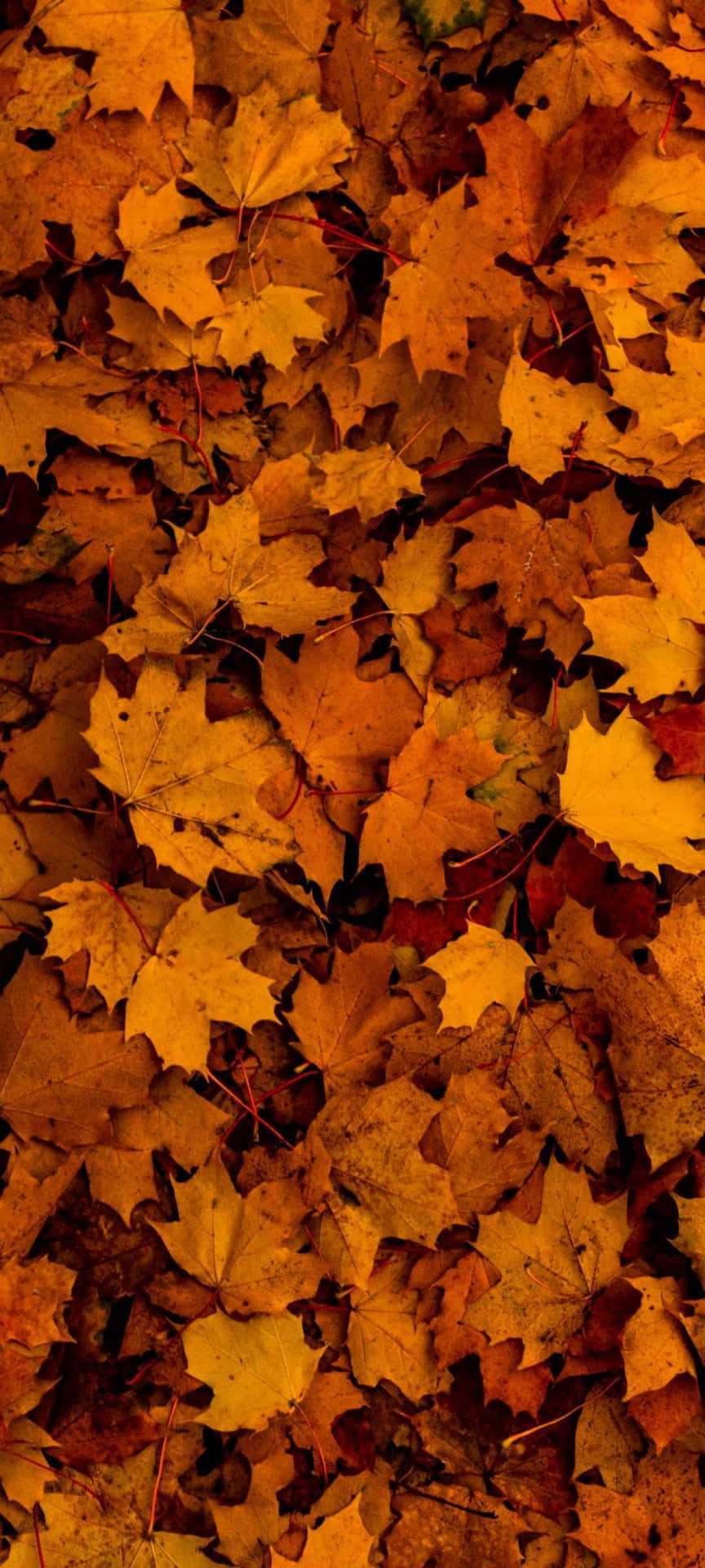 Nyd skønheden af naturen med efterårsblade telefon Wallpaper