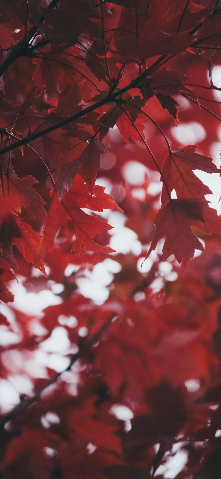 Folhasde Outono Vermelhas Para Iphone. Papel de Parede