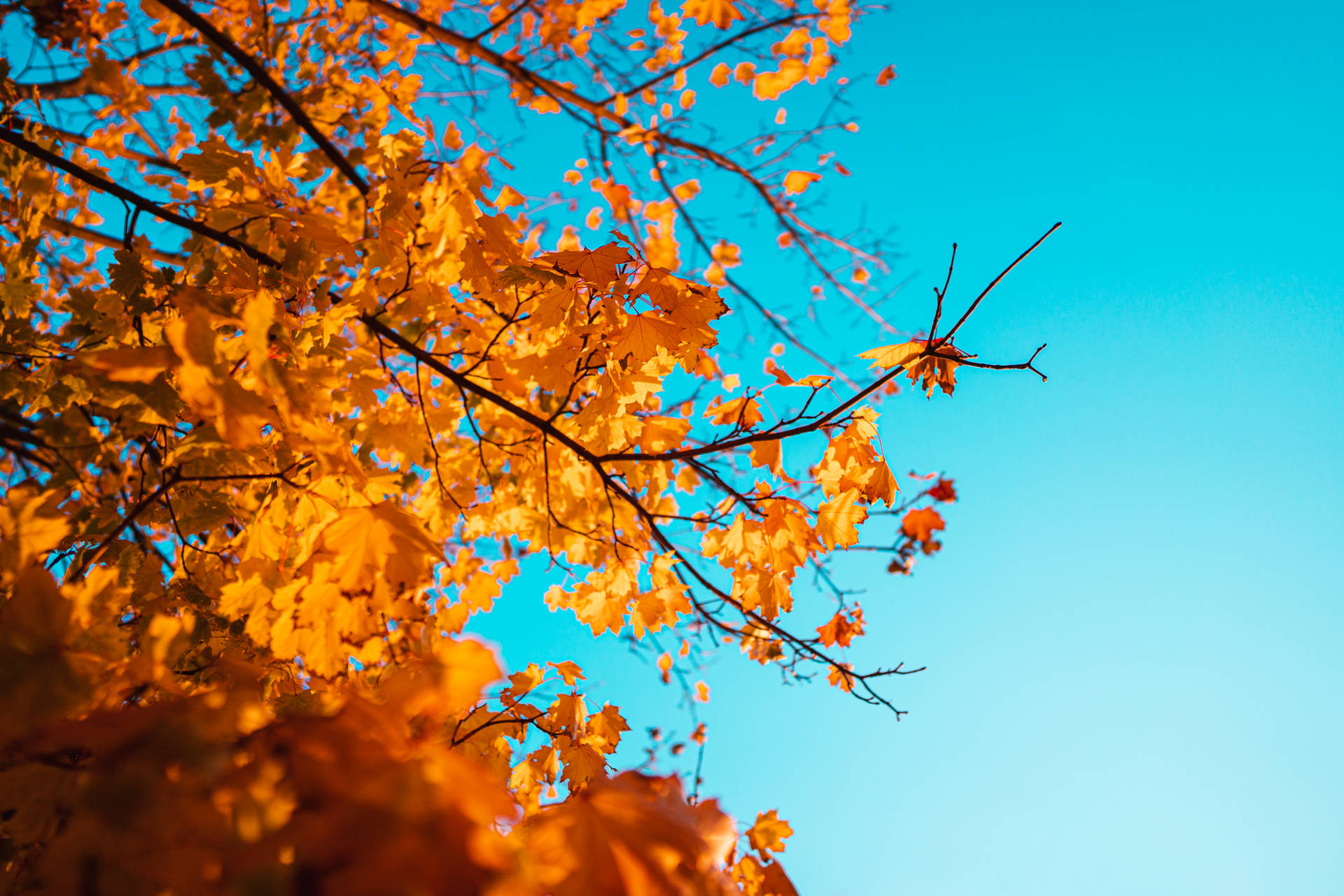 Autumn Leaves Sky Blue Aesthetic Ipad Wallpaper