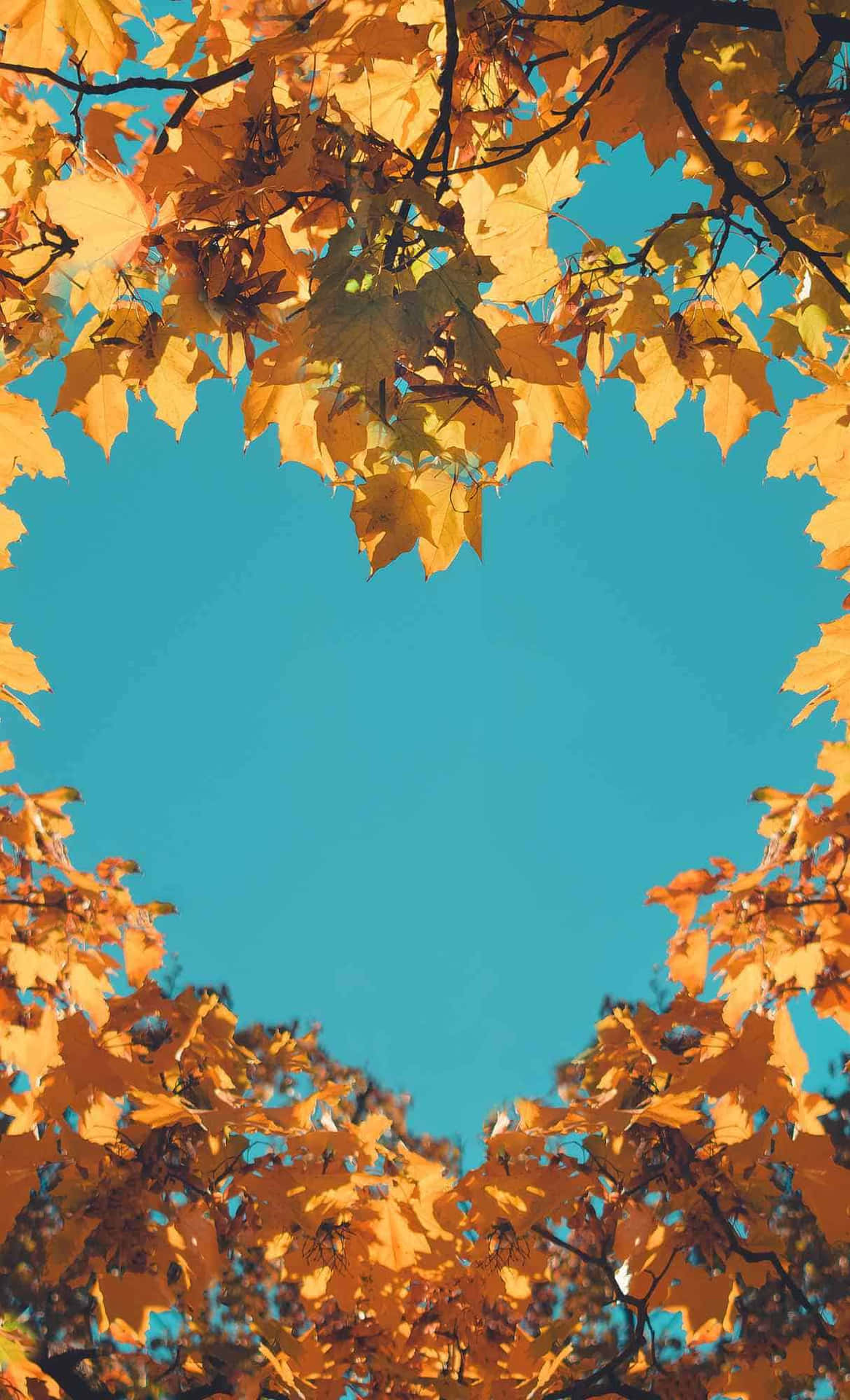 Autumn Leaves Skyward View.jpg Wallpaper