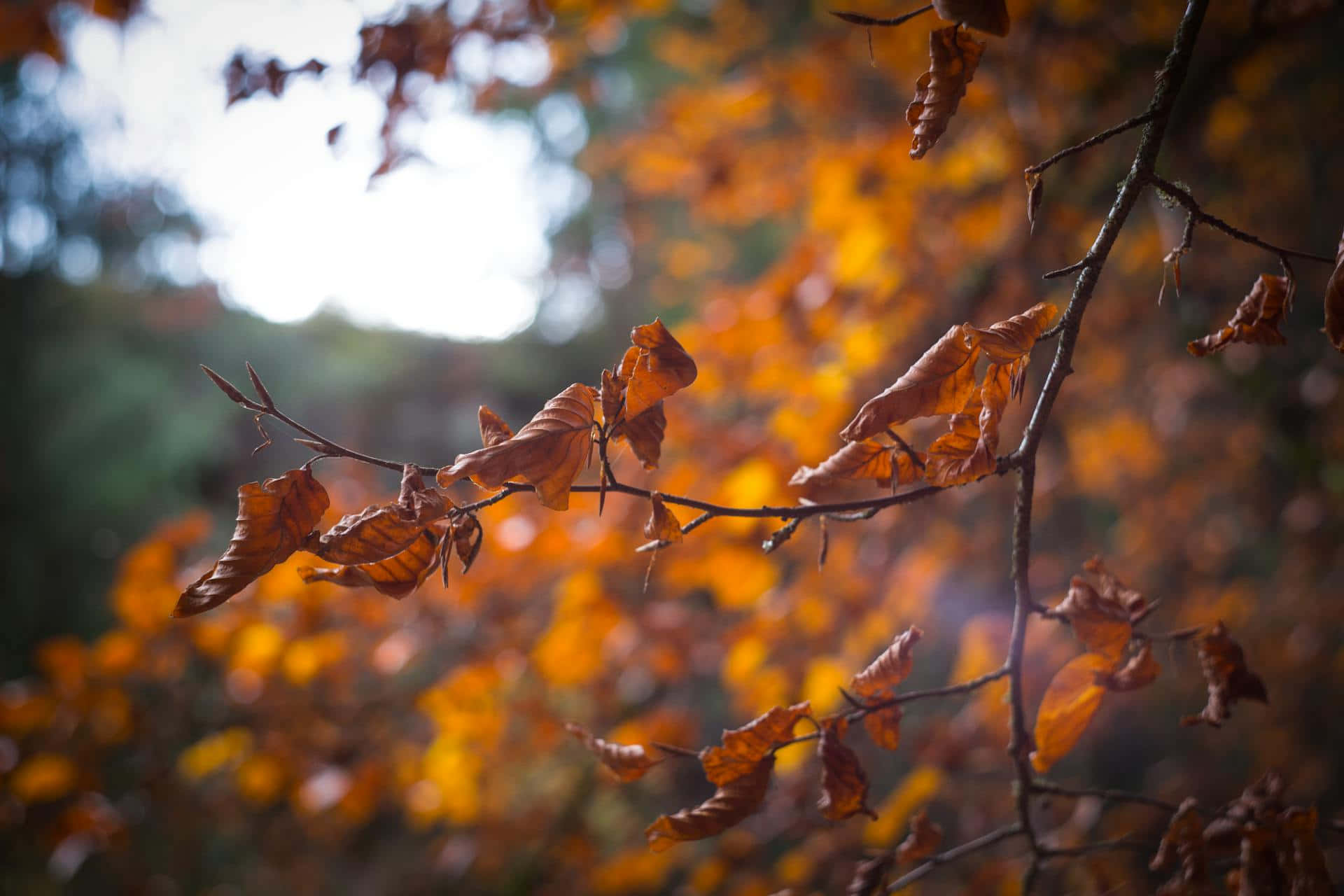 Autumn Leaves Sunlight Glow Wallpaper