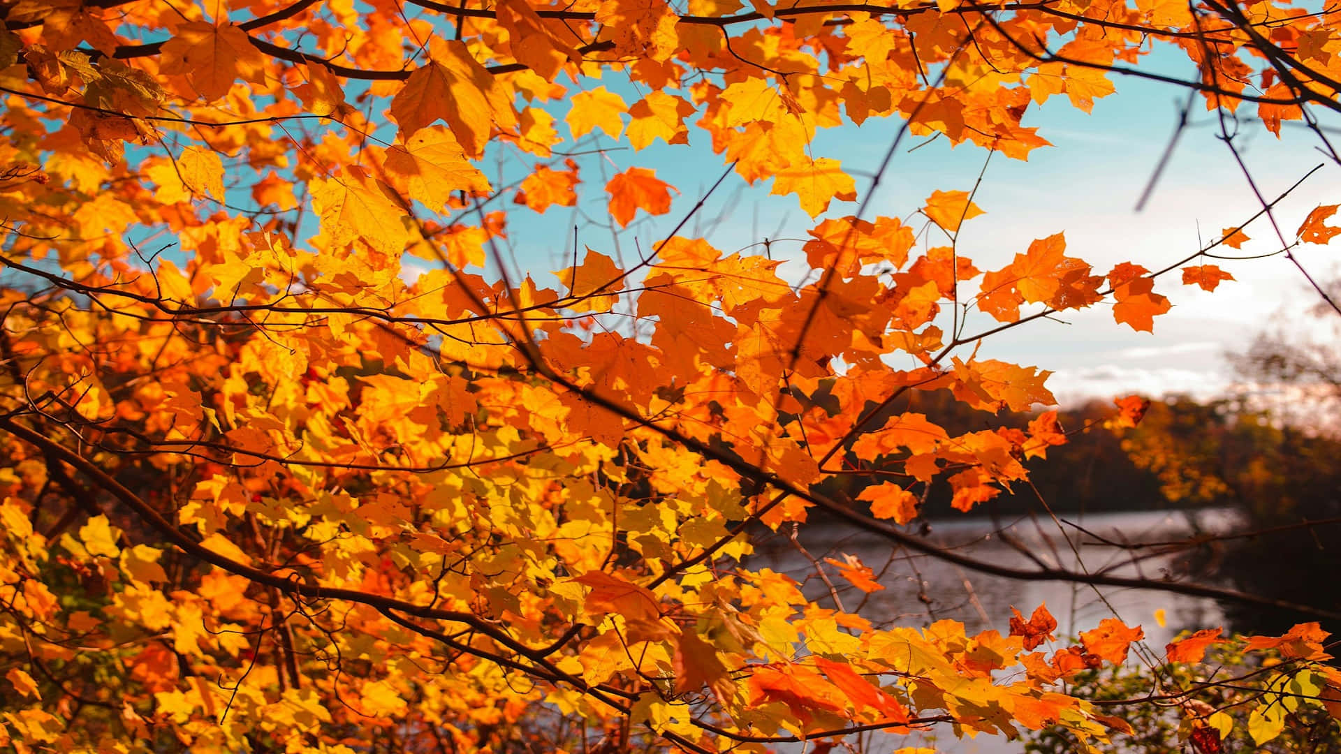 Autumn Leaves Sunlight Glow.jpg Wallpaper