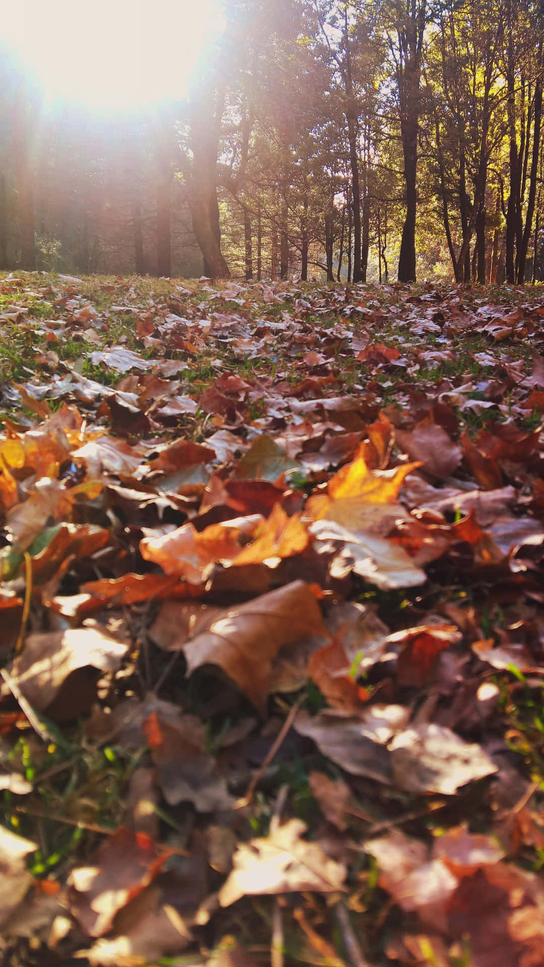 Autumn Leaves Sunlight Glow Wallpaper