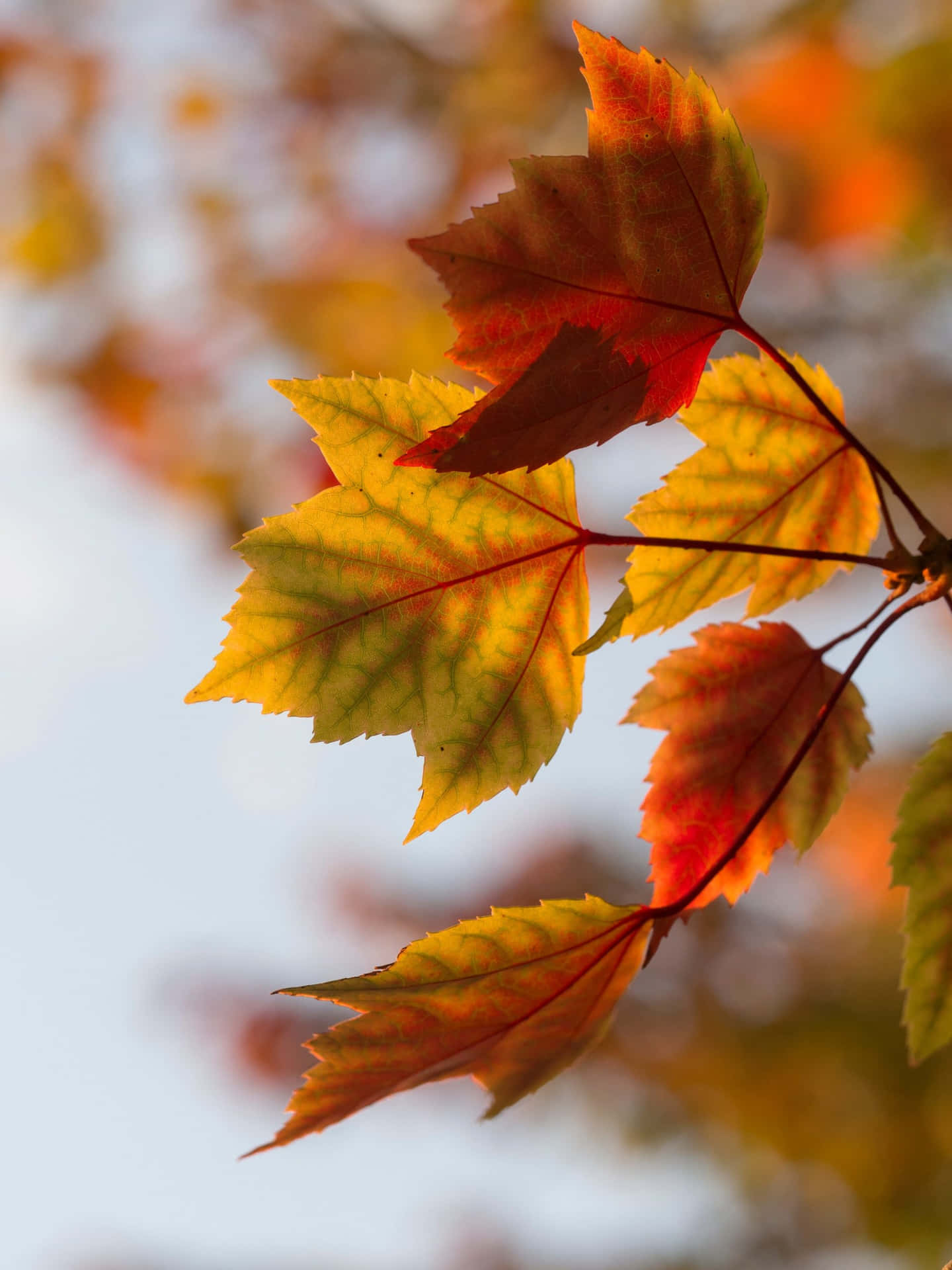 Autumn Leaves Sunlit Backdrop Wallpaper