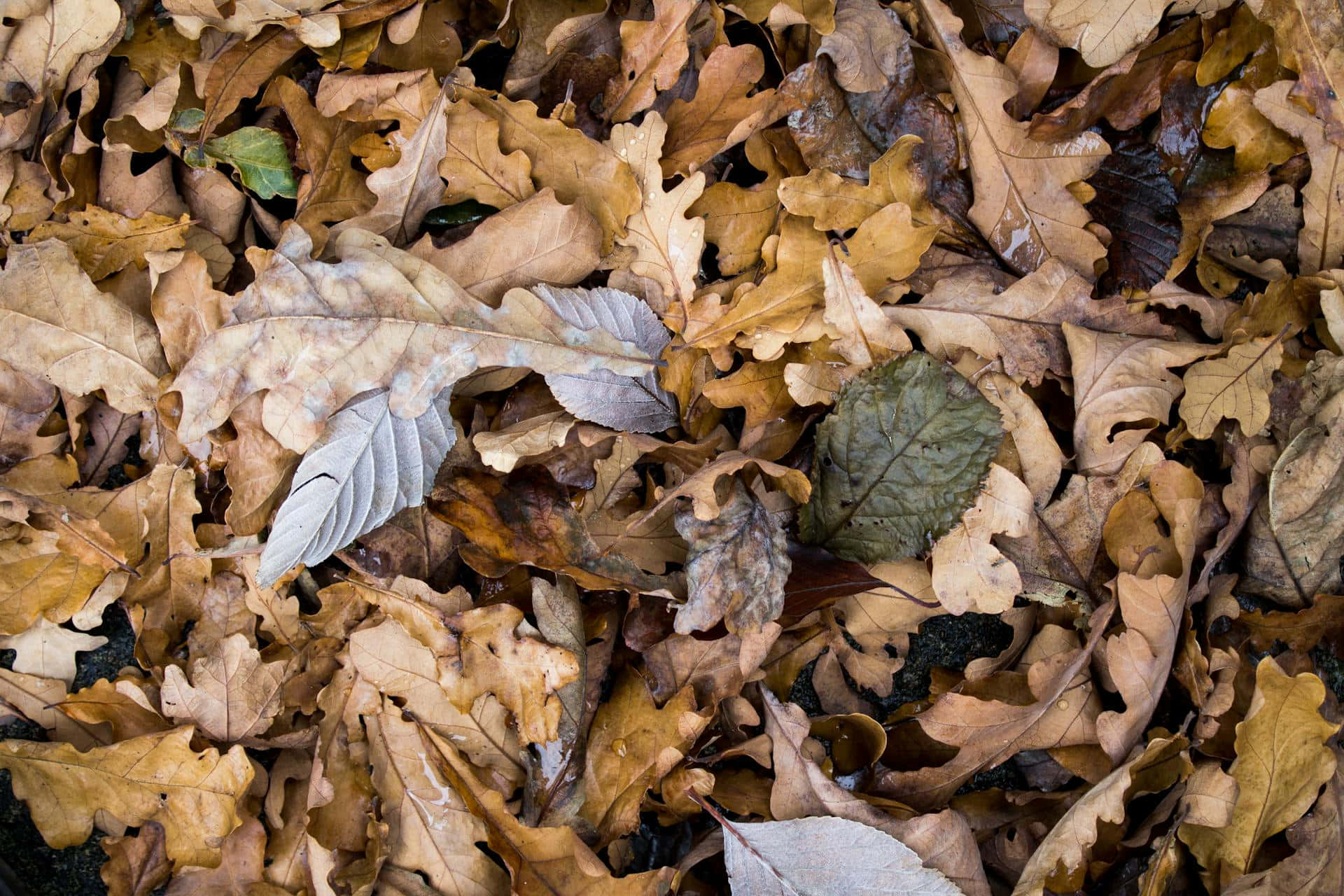 Autumn Leaves Texture Brown Fall Aesthetic.jpg Wallpaper