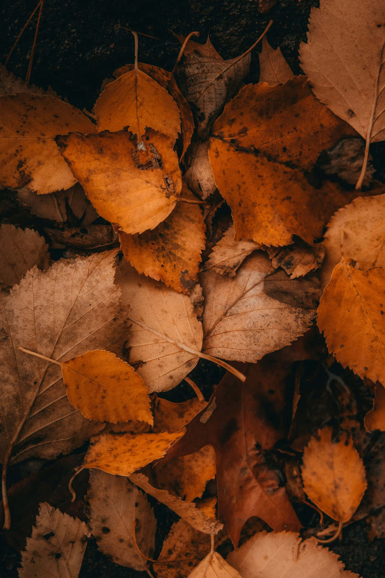 Autumn Leaves Texture_ Brown Fall Aesthetic.jpg Wallpaper