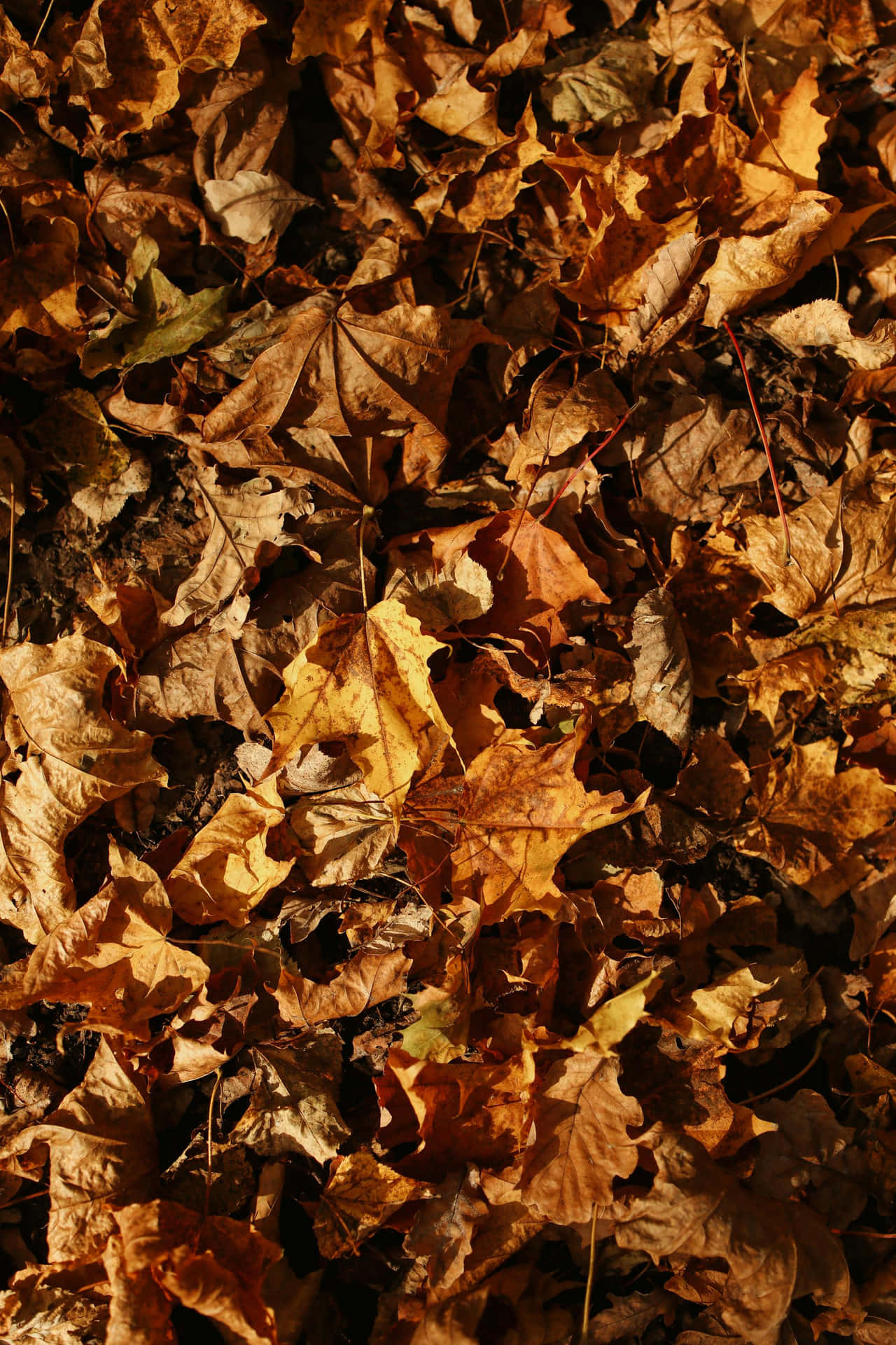 Autumn Leaves Texture_ Brown Fall Aesthetic.jpg Wallpaper