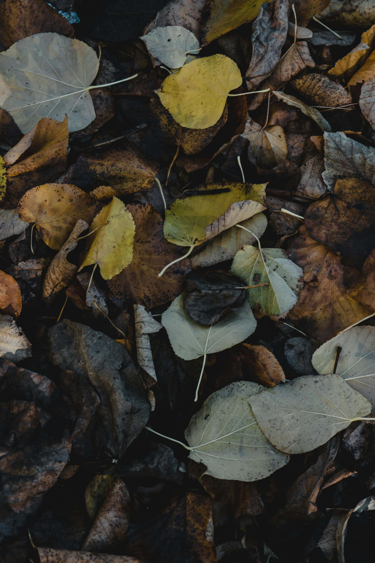 Autumn Leaves Texture Dark Fall Aesthetic.jpg Wallpaper