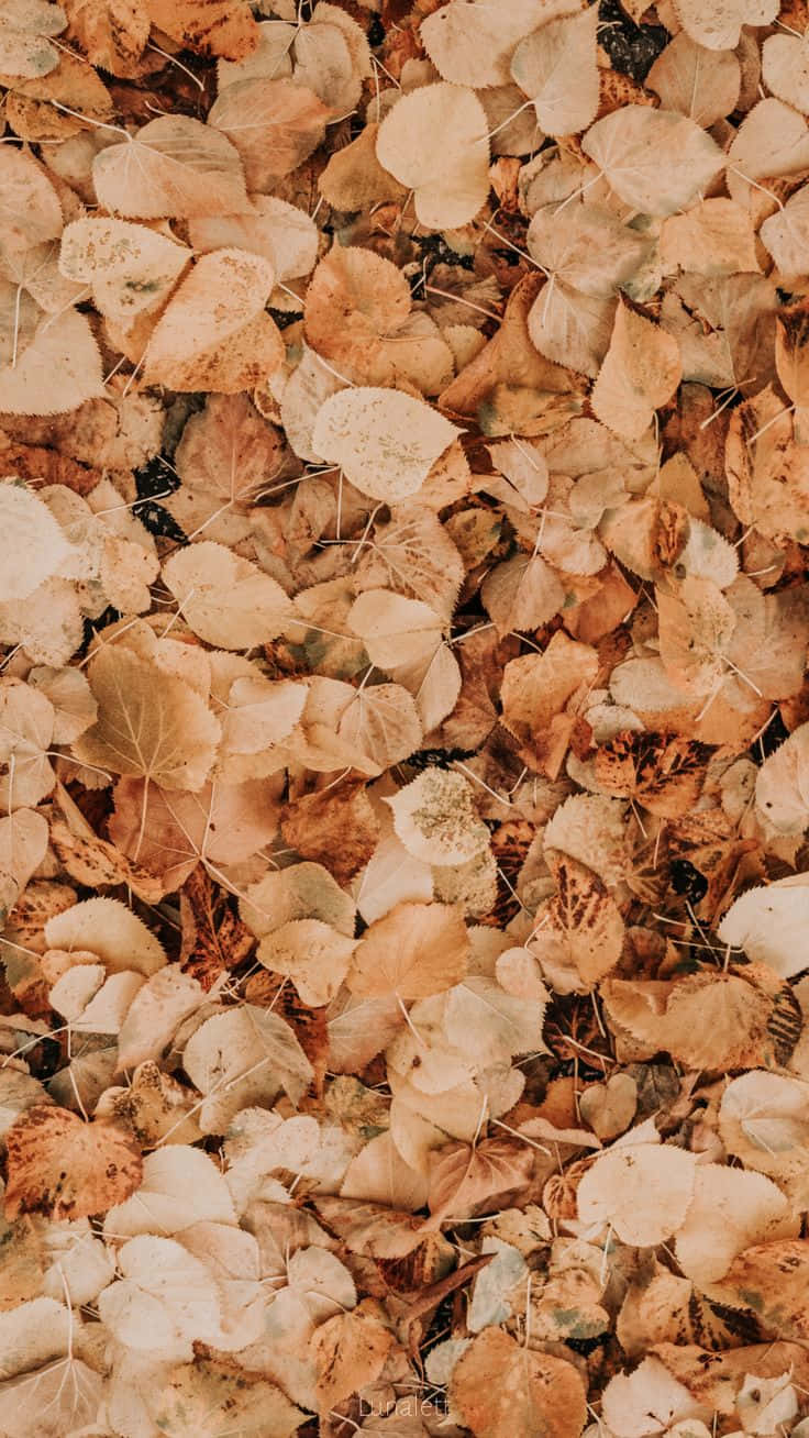 Autumn Leaves Texture.jpg Wallpaper