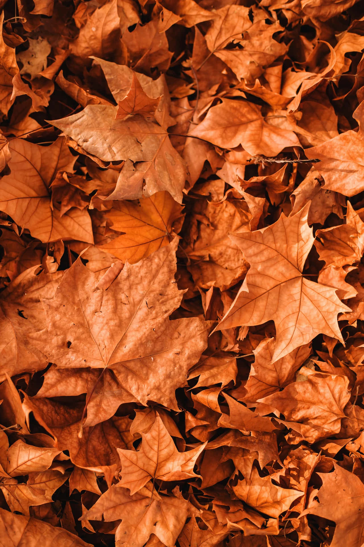 Download Autumn Leaves Texture Wallpaper | Wallpapers.com