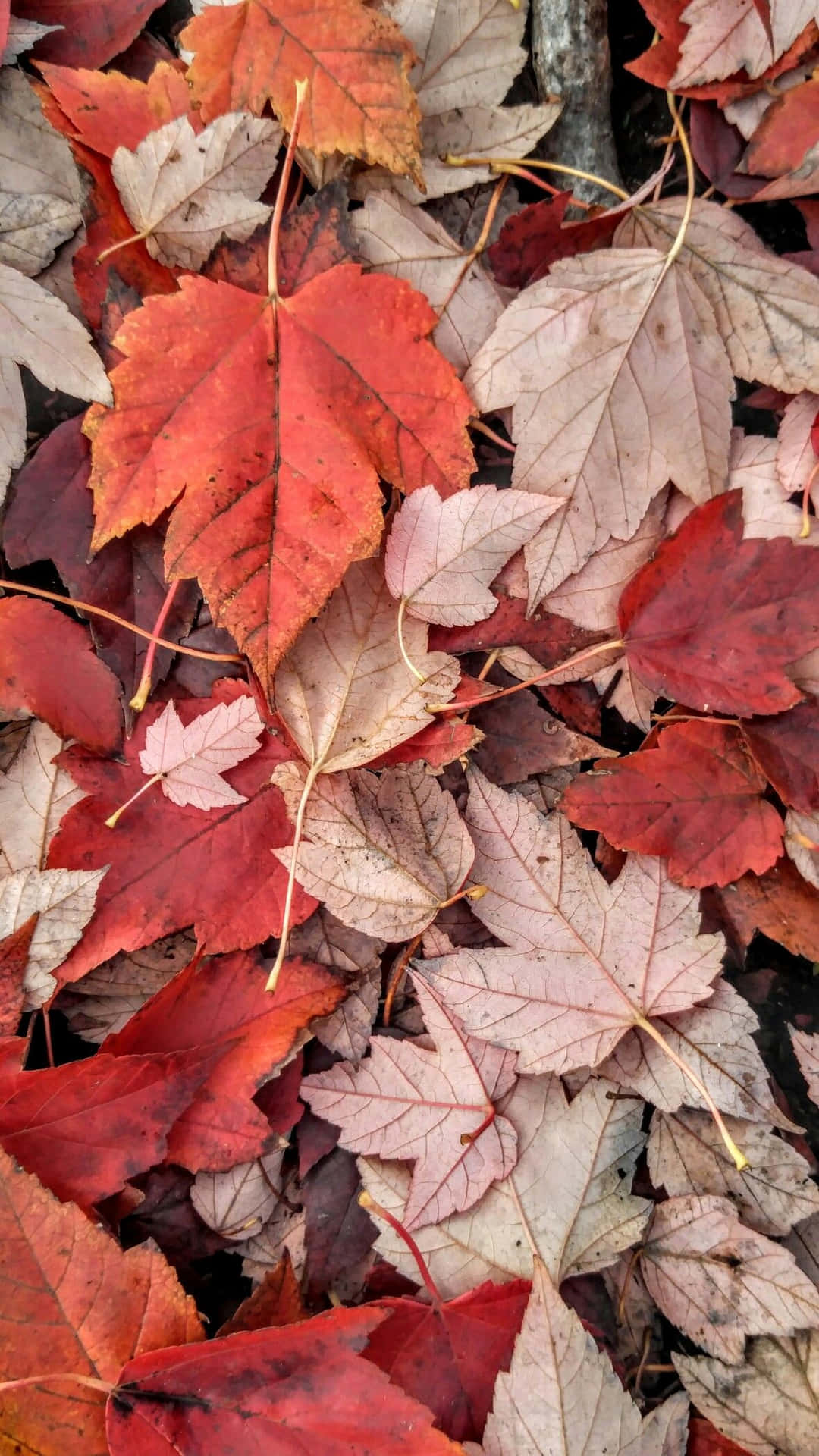 Autumn Leaves Texture Wallpaper