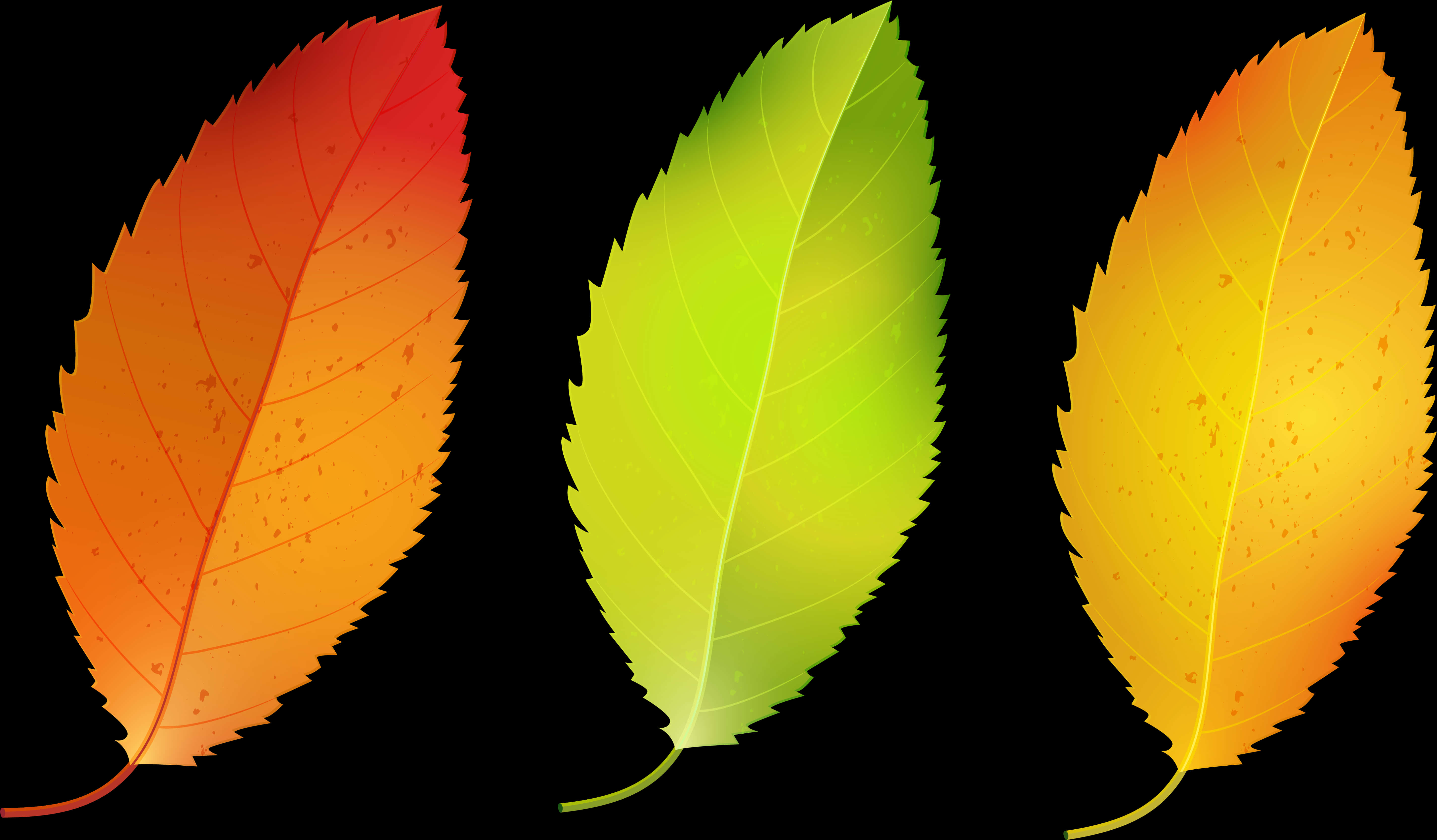 Autumn_ Leaves_ Transition PNG