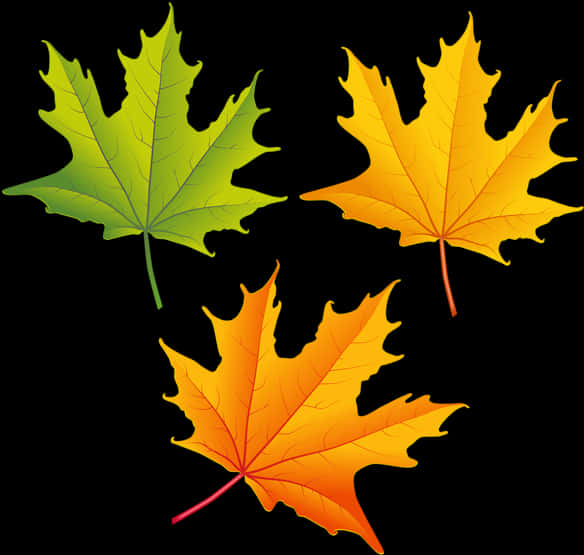 Autumn Leaves Transition PNG