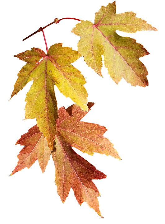 Autumn Leaves Transparent Background PNG