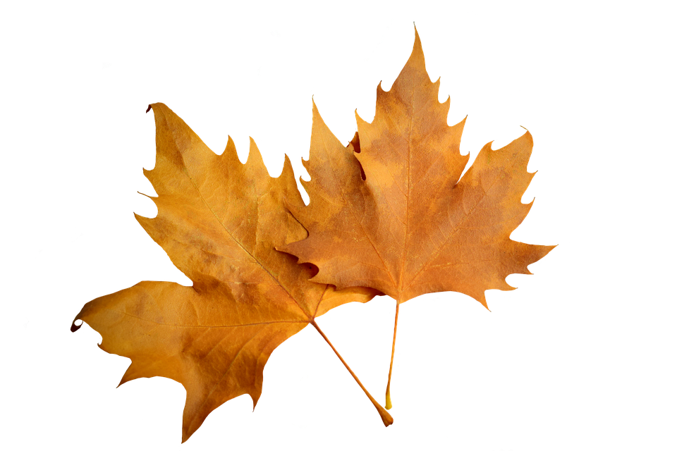 Autumn Leaves Transparent Background PNG