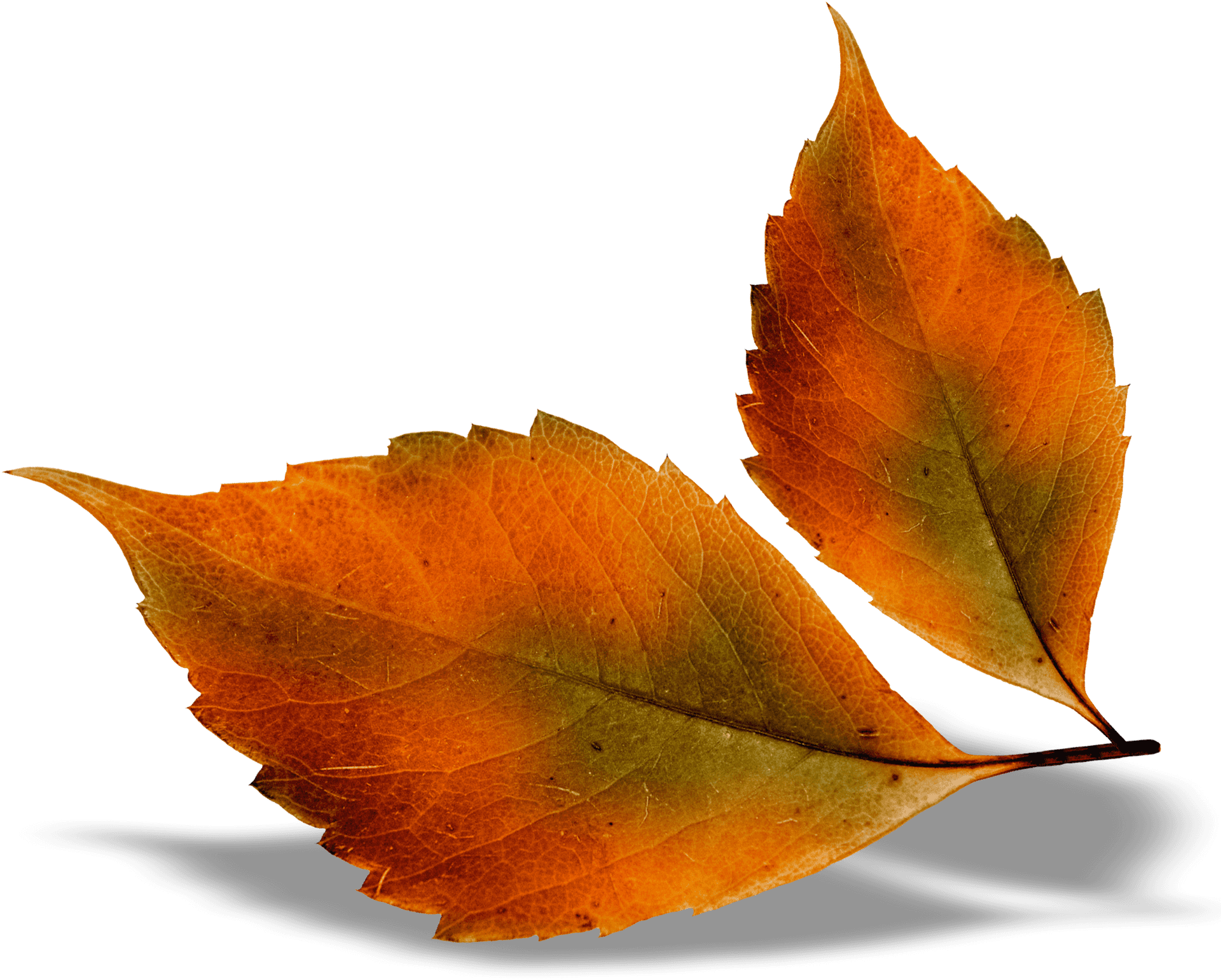 Autumn Leaves Transparent Background PNG