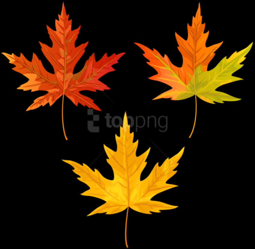 Autumn Leaves Vector Clipart PNG
