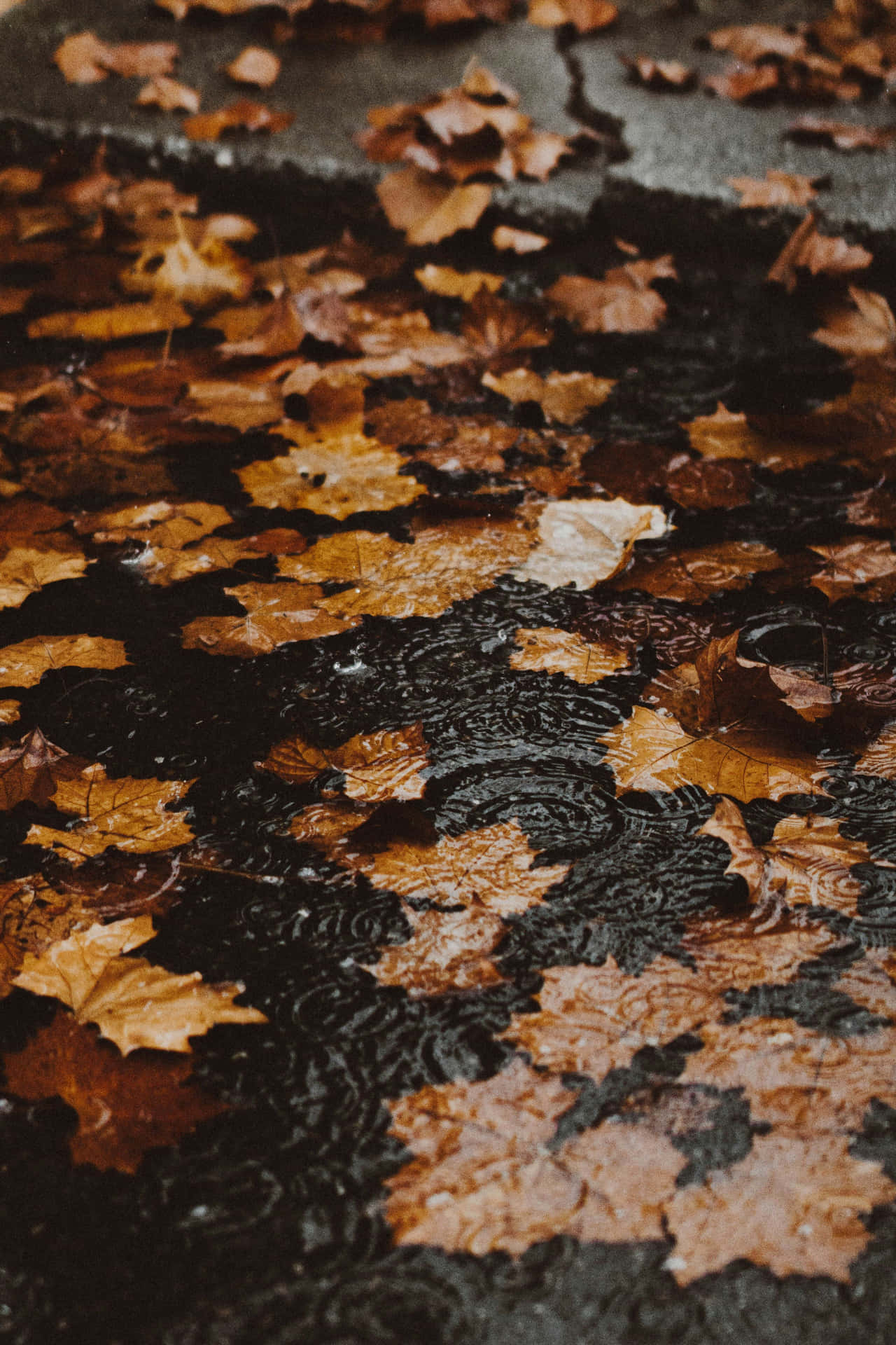 Autumn Leaves Wet Pavement Wallpaper