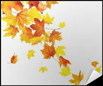 Autumn Leaves White Background PNG