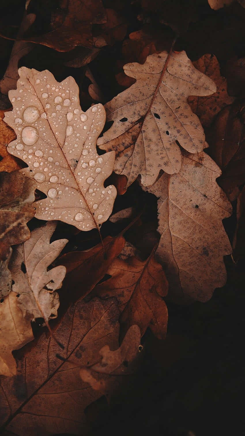 Autumn_ Leaves_with_ Raindrops_ Dark_ Background.jpg Wallpaper