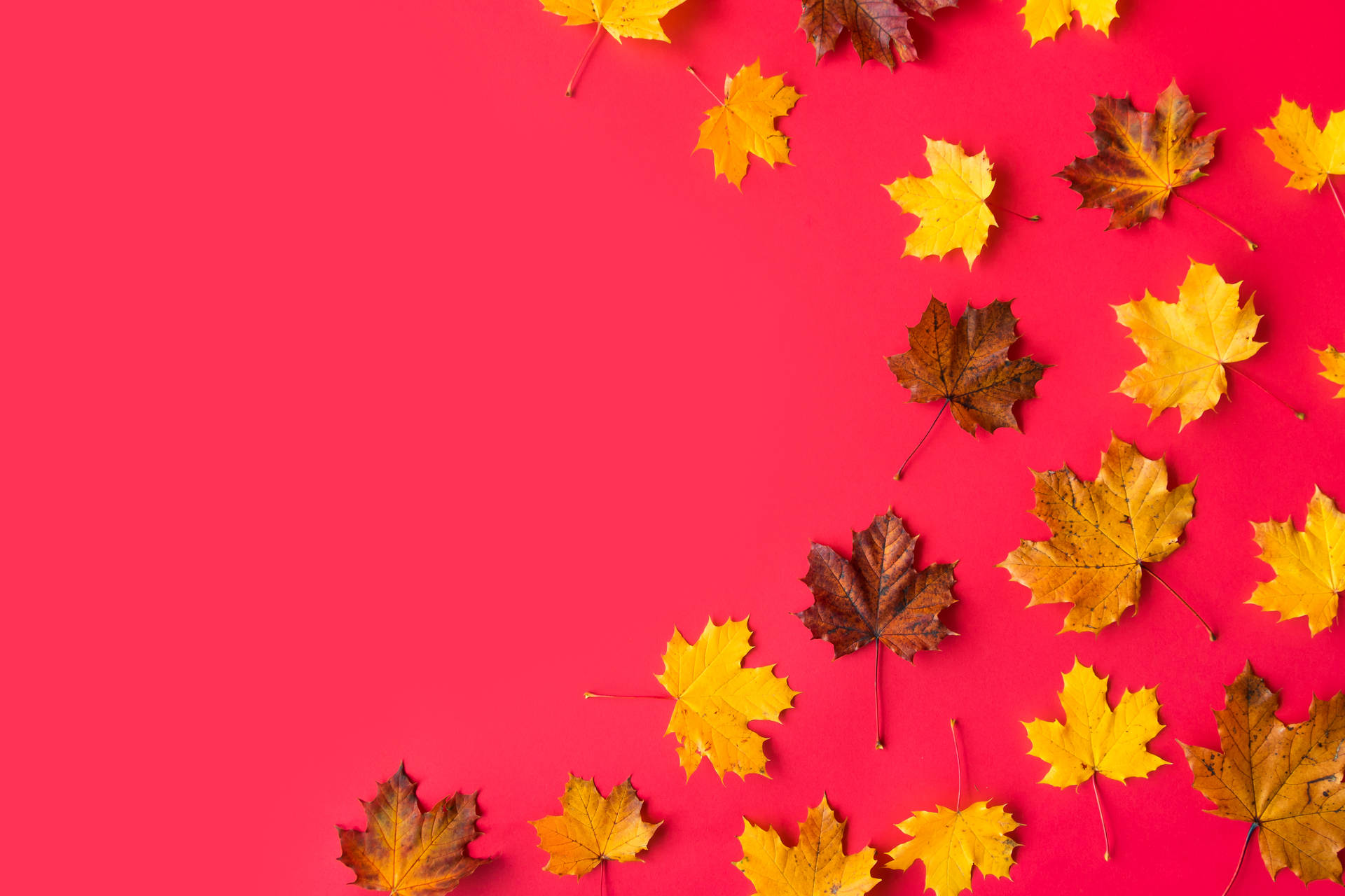 Herbstblättermit Rotem Hintergrund Wallpaper
