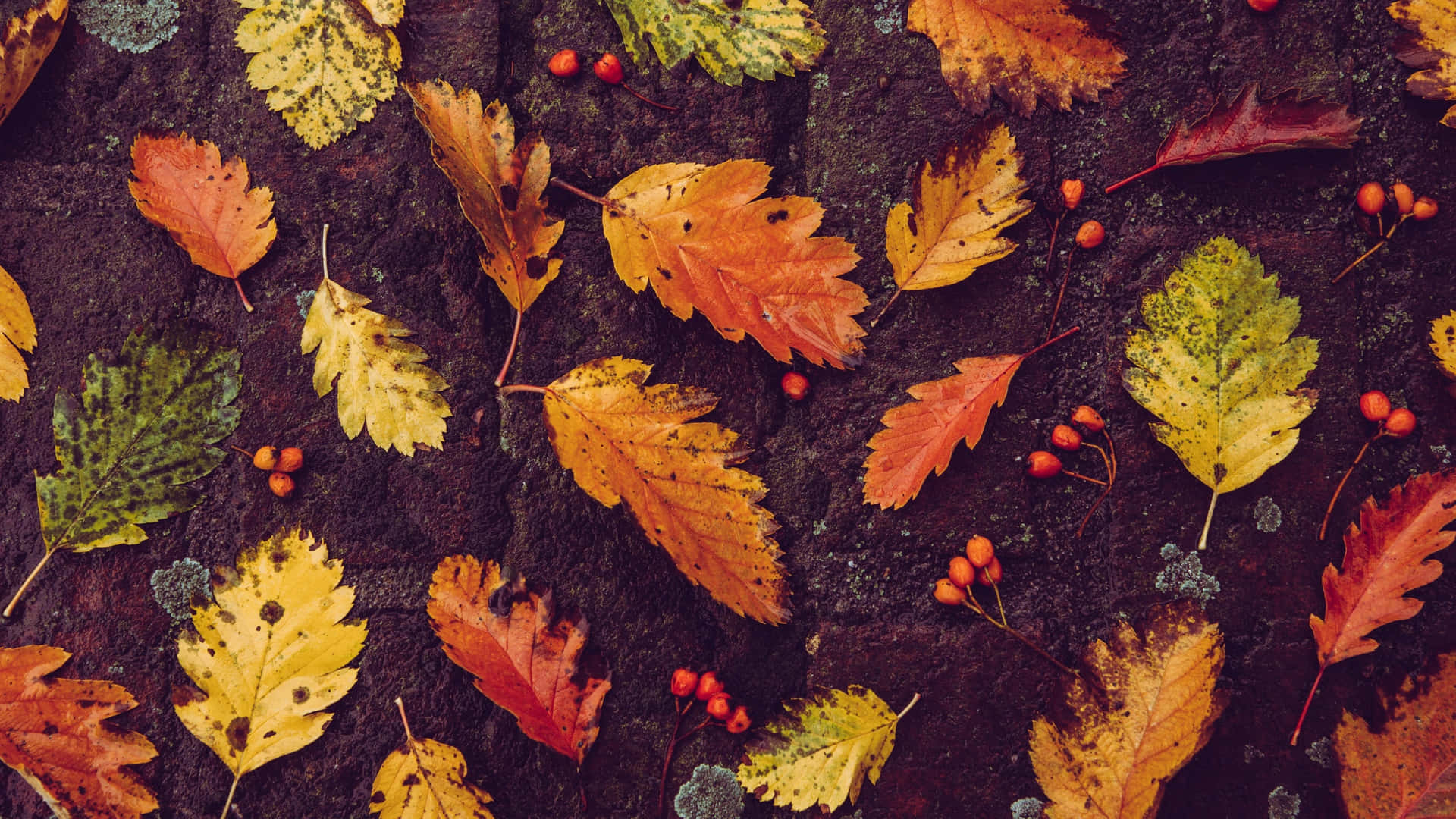 Autumn Leavesand Berries Texture Wallpaper