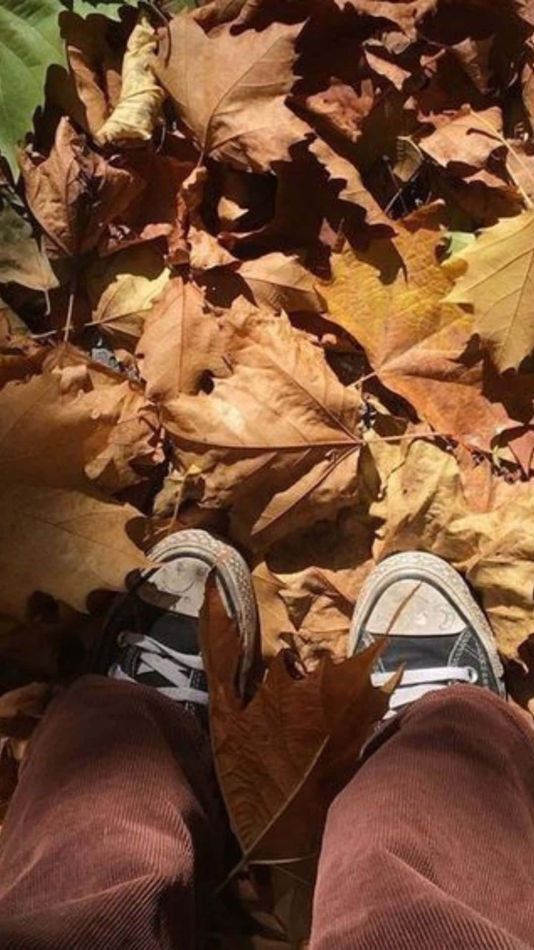 Autumn Leavesand Converse Shoes Wallpaper