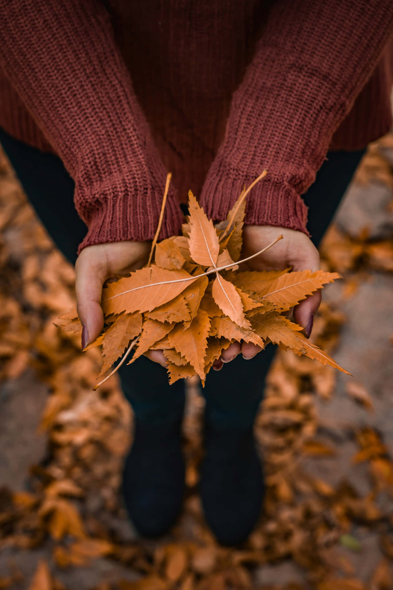 Autumn Leavesin Hands Wallpaper