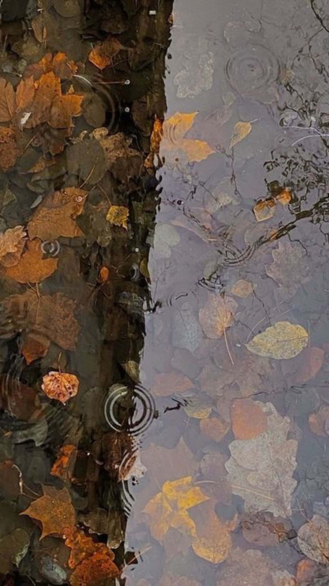 Autumn Leavesin Puddle Reflection Wallpaper