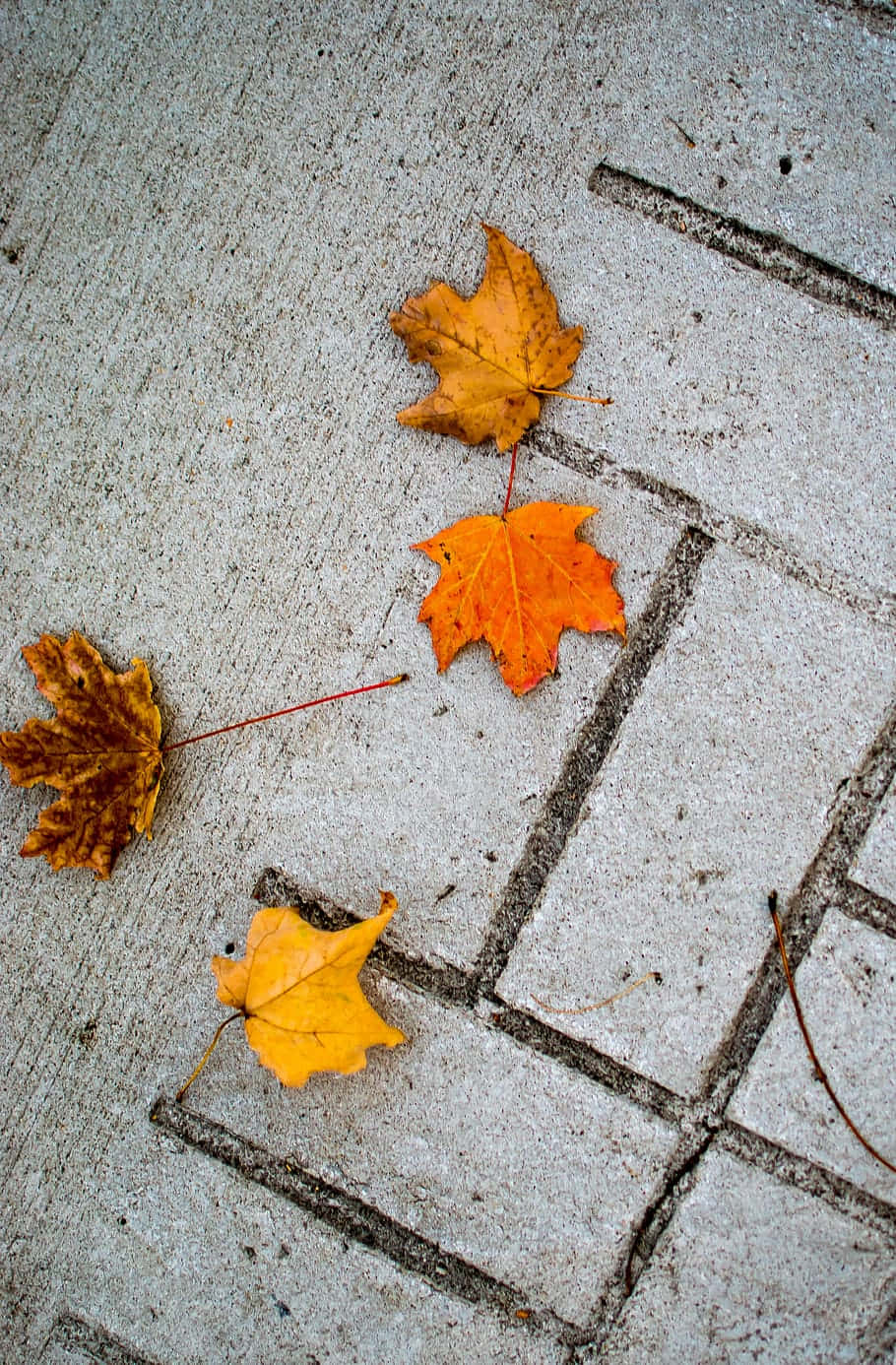 Autumn Leaveson Concrete Wallpaper