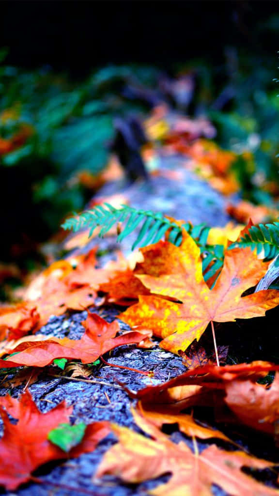 Autumn Leaveson Forest Floor.jpg Wallpaper