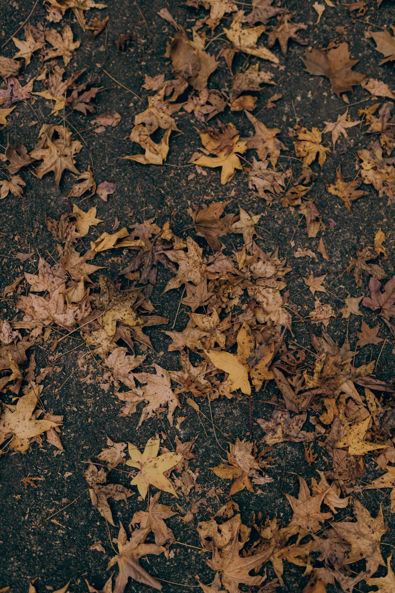 Autumn Leaveson Pavement Wallpaper