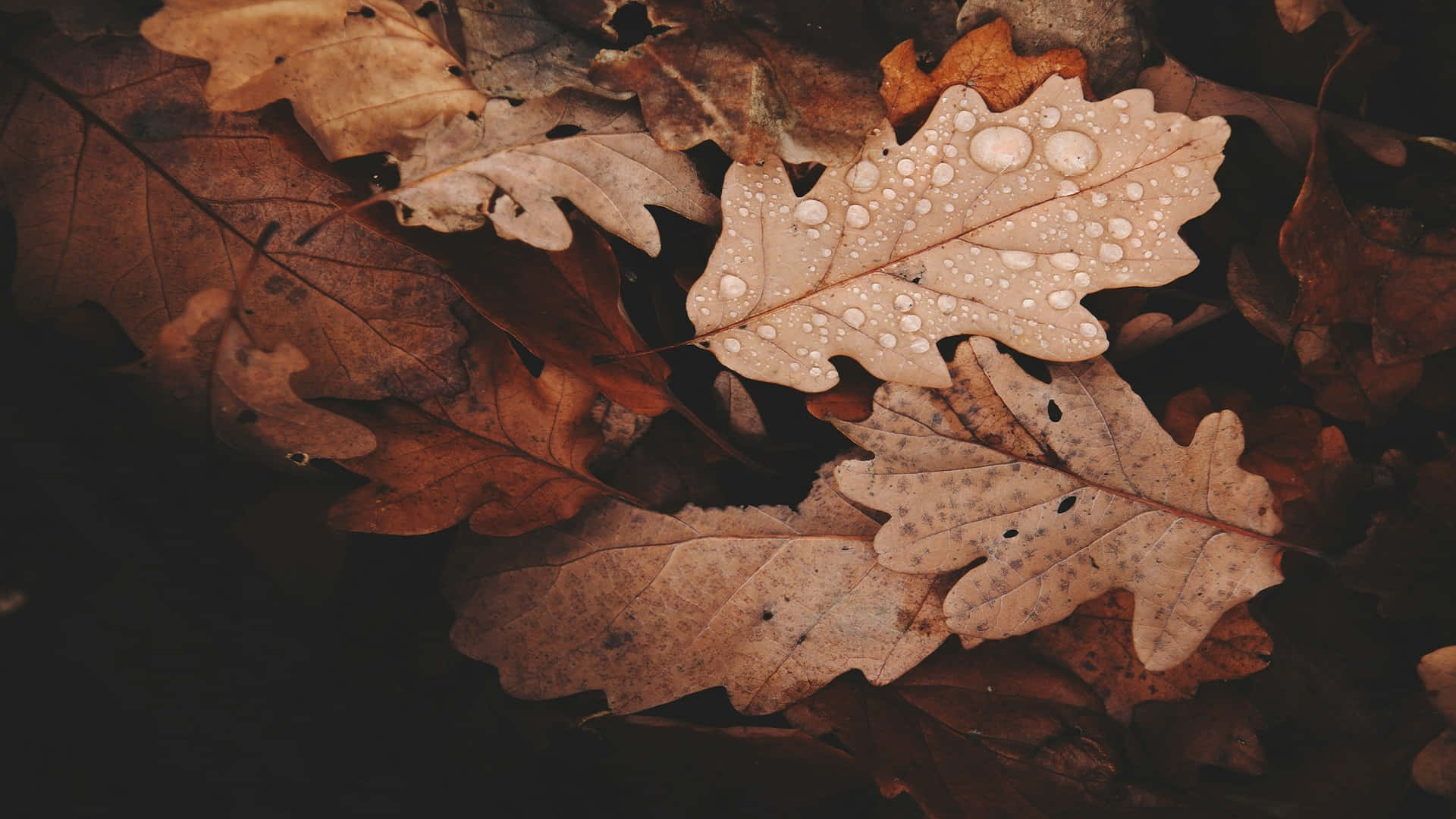 Autumn Leaveswith Raindrops.jpg Wallpaper
